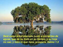MCI Curiti - Salmo 1:2-3 2 Sino que en la ley de Jehová está su delicia, Y  en su ley medita de día y de noche. 3 Será como árbol plantado junto