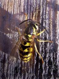 Maybe you would like to learn more about one of these? Bee Wasp Or Yellow Jacket Dengarden
