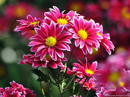 Desktop most beautiful flowers wallpapers hd. Free Download Most Beautiful Flowers Wallpapers Desktop Background