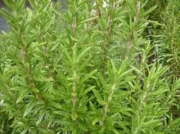 (needs mulching in zone 4.) lemon grass. Spice Island Rosemary Spice Island Herbs Rosemary Plant