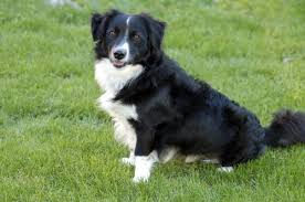 What does mouth cancer look like? Mouth Cancer In Dogs A Helpful Guide Canna Pet