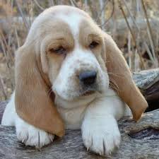 Black And White Basset Hound Puppy Bassett Hound Pebbles Needs A Sister Basset Hound Puppy Hound Puppies Basset Hound