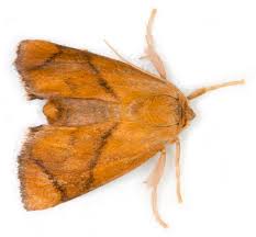 Image result for Apoda limacodes