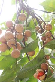 Image result for Aphanamixis polystachya