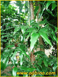 Image result for Behnia reticulata