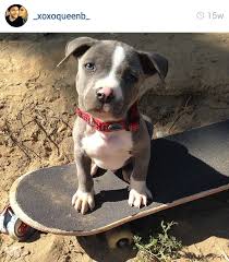 The 45 Absolute Cutest Pit Bull Puppies On Instagram My Pit Bull Friend Those dog breeds that are mixed with bull breeds are known as pitbull. the 45 absolute cutest pit bull puppies