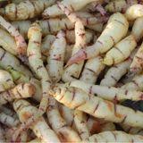 Mashua 5 Tubers Tubers Raintree Nursery Homegrown Food