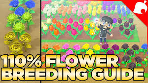 This guide includes how to breed blue roses, chance of getting blue roses, price and more. The Full Flower Breeding Guide For Animal Crossing New Horizons Youtube