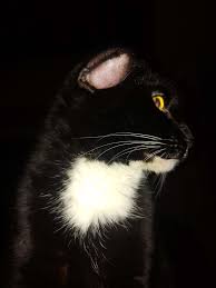 Descubra cat aural hematoma imágenes de stock en hd y millones de otras fotos, ilustraciones y vectores en stock libres de regalías en la colección de shutterstock. Aural Hematoma Pet Owners