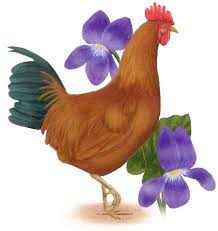 Rhode Island State Bird And Flower State Birds Rhode Island Rhode Island Red