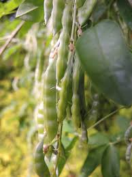 Image result for Laburnum