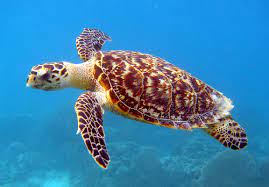 Like other sea turtles, hawksbill turtles are solitary for most of their lives; Datei Hawksbill Sea Turtle Carey De Concha 5840602412 Jpg Wikipedia