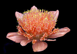 Image result for Psydrax livida