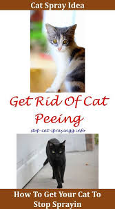 Cat Spray Remover Fixed Cat Spraying What Does Cat Spray Smell Like Cat Pee On Carpet Home Remedy Cat Urine Smell Remover Home Cat Spray Cats Cat Urine Smells