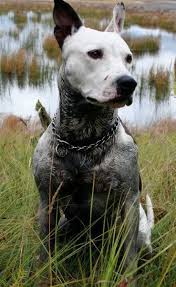American Blue Heeler Black And White Database Error Pitbull Mix Puppy Dog Pictures Blue Heeler