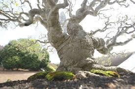 Konon katanya gunung pancar adalah gunung yang pertama kali ada di pulau jawa yang terbentuk karena sering terjadinya gempa. Pencarian Pokok Asal Bukan Mudah