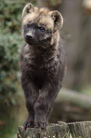 Pin By Haize L On Animals In The Wild Wild Dogs Wild Animals Photos Animals Beautiful