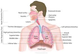 respiratory system structure parts function