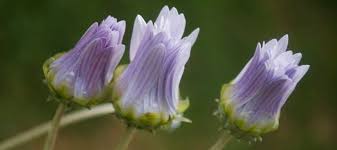 Image result for Arctotis venusta