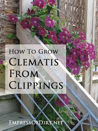 Learn how to plant, care for and prune clematis vines so they produce the biggest blooms in your garden year after year. How To Grow Clematis From Cuttings Empress Of Dirt Plants Lawn And Garden Garden Vines