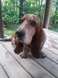 Check our list of puppies for sale now! Pets For Adoption At Basset Hound Rescue Of Georgia In Fayetteville Ga Petfinder
