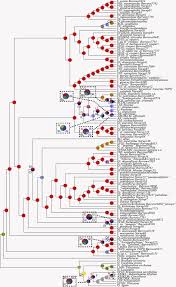 Image result for Asparagus minutiflorus