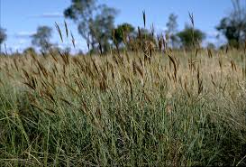 Image result for Eulalia polyneura