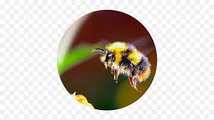 What do bumble bees look like? Download Bumble Bee Flying Towards A Flower Real Life Cute Do Bumble Bees Have Stingers Png Free Transparent Png Images Pngaaa Com