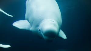 Choisir la baleine, c'est aussi. Une Baleine Blanche Suspectee D Etre Entrainee Par L Armee Russe Retrouvee En Norvege Ladepeche Fr