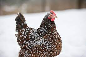 Maybe you would like to learn more about one of these? 10 Amazing Facts About Speckled Sussex Chickens Breed Poultry Feed Formulation