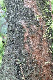 Image result for Searsia rogersii