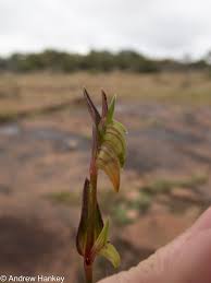 Image result for Commelina subulata