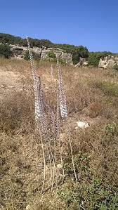 Image result for Drimia calcarata