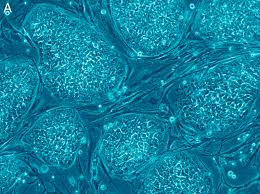 Animal cell structure cell membrane. Astellas Pharma Gets Involved In The Human Embryo Stem Cell Market Genethique