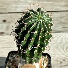 Image result for Euphorbia didiereoides