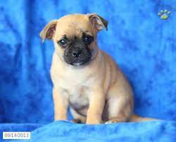 Chugs Puppies For Sale Lancaster Puppies Chug Puppies Lancaster Puppies Puppies