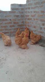 Image result for comet hen