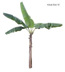 Go Shop Big Banana Tree Palm Plant Banana Plants
