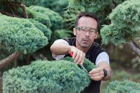 Grundsätzlich ist es vom 1. Koniferen Schneiden So Geht S Mein Schoner Garten
