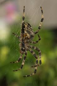 Black And Yellow Striped Spider Australia 20130924 Dsc4413 Garden Spider Spider Spiders In Australia