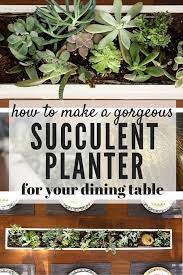 The succulent dome sits on a base of artificial moss that holds a ring of faux, mini succulents and it is finished at the center with three larger echeveria succulents. Easy Diy Succulent Centerpiece Love Renovations
