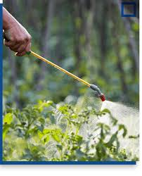 When it experiences natural wilting or slight browning. Lawn Spraying Lawn Care Exterminator Services Dave S Pest Control