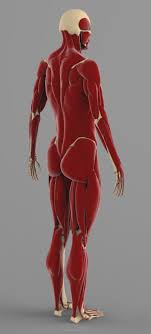 Precise Human Skeleton Muscles 3d Model Skeleton Muscles Leg Anatomy Human