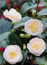 Camellias Pansies Flowers Camellia Flower Flower Lover