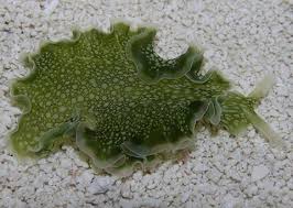 Image result for Isoglossa namuliensis
