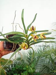 Image result for Bulbophyllum schimperianum