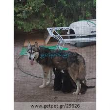 Check spelling or type a new query. Dinetai Gia Yio8esia Xarizetai Hmiaimh Skylitsa Alaskan Malamute Malamoyt Aggelia 29626 Getpet Gr