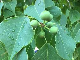 Image result for Sapium