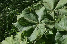 Image result for Sterculia quinqueloba