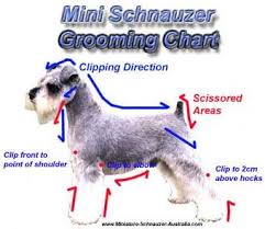 Personalise yours for unique items. Schnauzer Grooming Cheap Buy Online